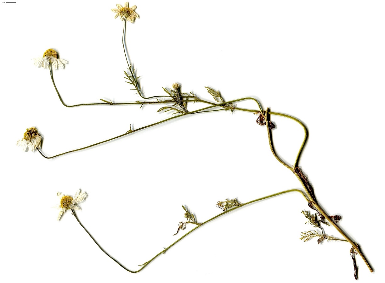 Anthemis cotula (Asteraceae)